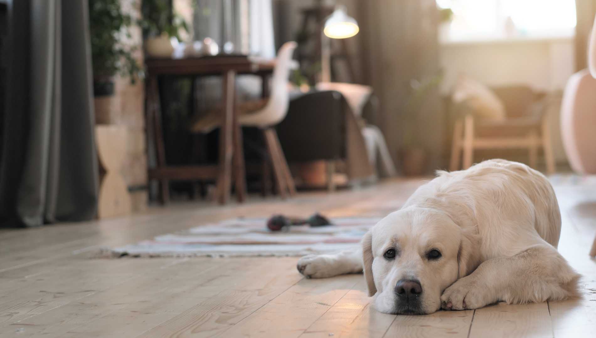 El espacio de las mascotas en casa: un lugar de seguridad y descanso